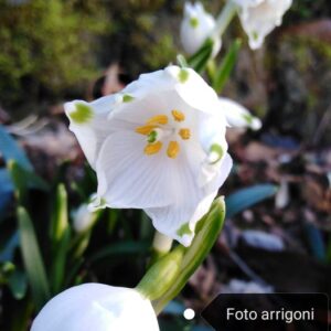 Leucojum vernum L.