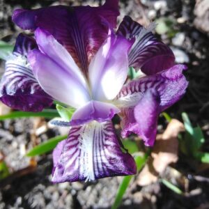 Iris lutenscens Lam.
