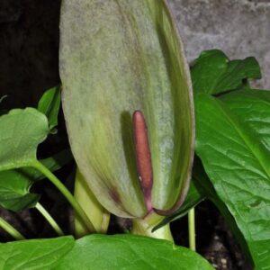 Arum maculatum L.