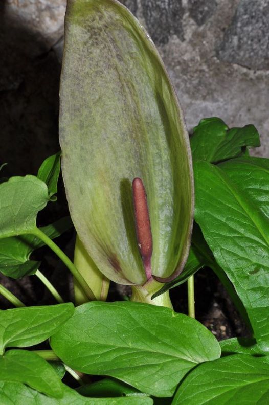 Arum maculatum L.