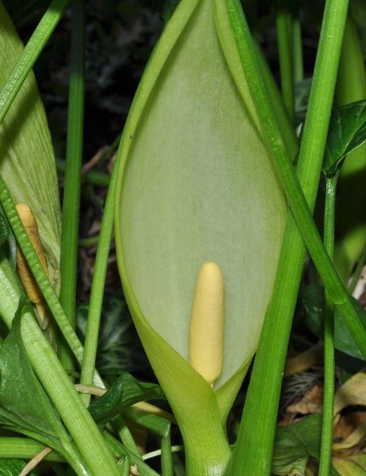 Arum italicum Mill.