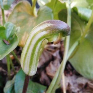 Arisarum vulgare Targ. Tozz.
