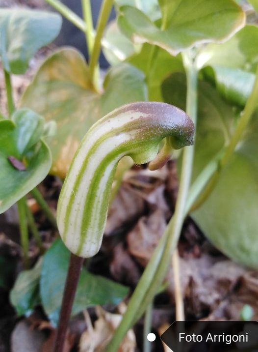 Arisarum vulgare Targ. Tozz.