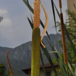 Typha latifolia L.