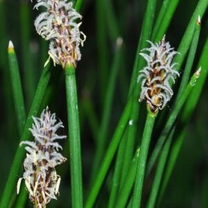 Eleocharis palustris (L.) Roem. & Schult.