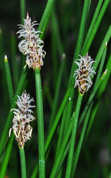Eleocharis palustris (L.) Roem. & Schult.