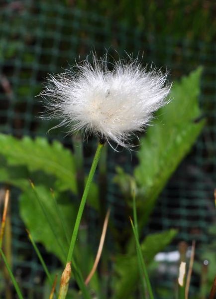 Eriophorum vaginatum L.