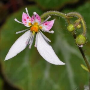 Saxifraga stolonifera Curtis
