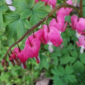 Dicentra spectabilis