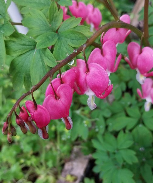 Dicentra spectabilis