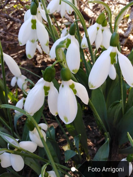 Galanthus elwesii Hook. f.