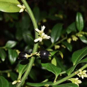 Sarcococca confusa