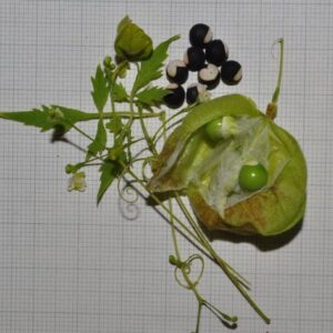 Cardiospermum halicacabum L.