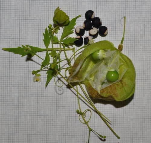 Cardiospermum halicacabum L.