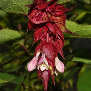 Leycesteria formosa Wall.