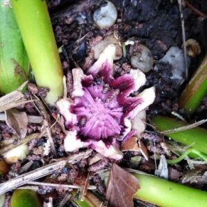 Aspidistra elatior Blume