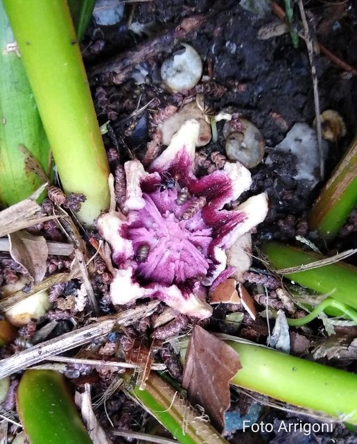 Aspidistra elatior Blume