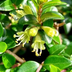 Lonicera pileata Oliv.