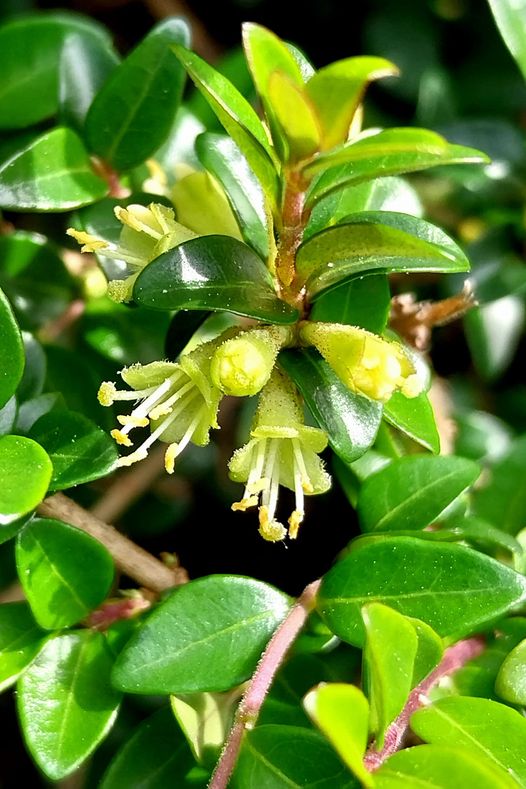 Lonicera pileata Oliv.