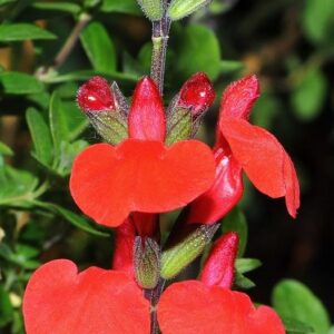Salvia microphylla Kunth