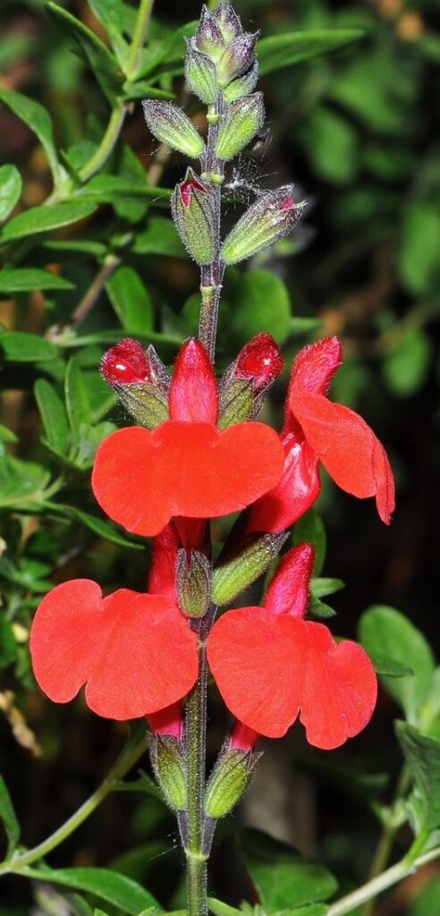 Salvia microphylla Kunth