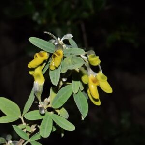Argyrocytisus battandieri (Maire) Raynaud