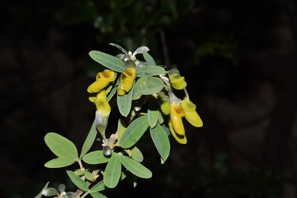 Argyrocytisus battandieri (Maire) Raynaud