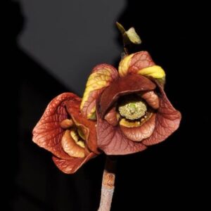 Asimina triloba (L.) Michel Félix Dunal