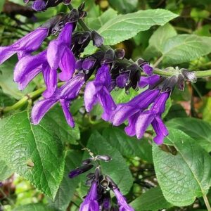 Salvia guaranitica A.St.-Hil. ex Benth.