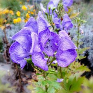Aconitum carmichaelii