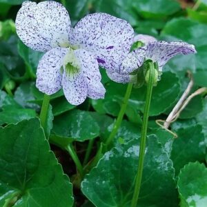 Viola sororia Willd. 'Freckles'
