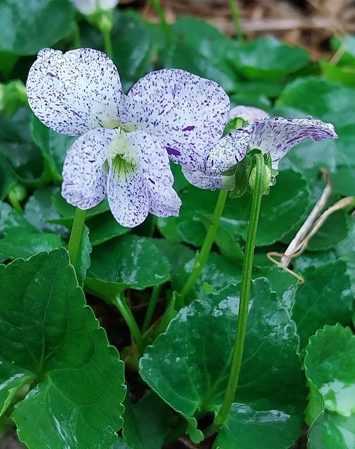 Viola sororia Willd. 'Freckles'