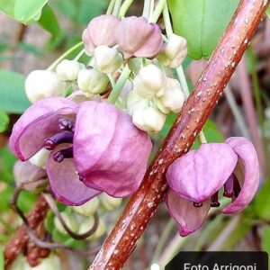 Akebia quinata (Houtt.) Decne.