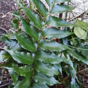 Cyrtomium falcatum (L. f.) C. Presl