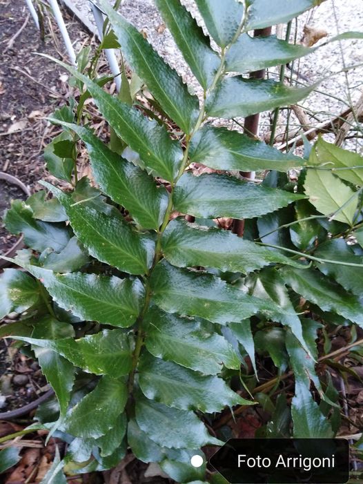 Cyrtomium falcatum (L. f.) C. Presl