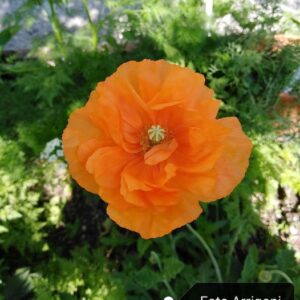 Papaver atlanticum (Ball) Coss.