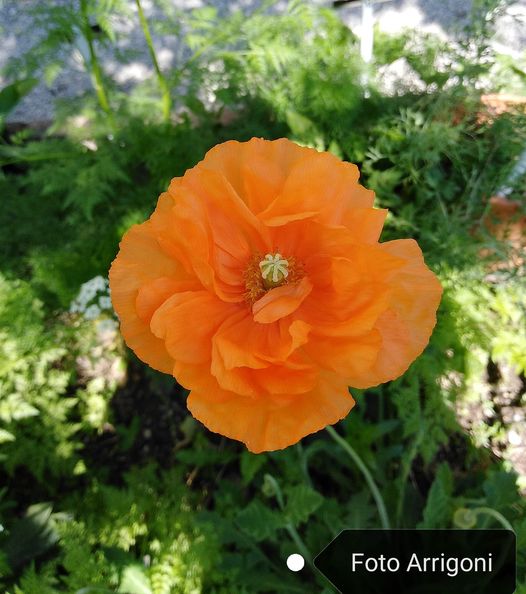Papaver atlanticum (Ball) Coss.