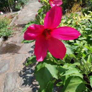 Hibiscus moscheutos L.