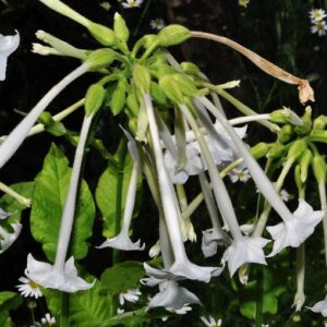 Nicotiana alata Link & Otto