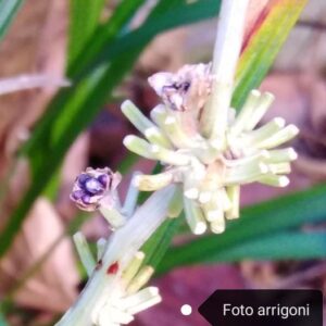 Liriope spicata (Thunb.) Lour.