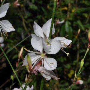Oenothera lindheimeri (Engelm. & A. Gray) W.L. Wagner & Hoch