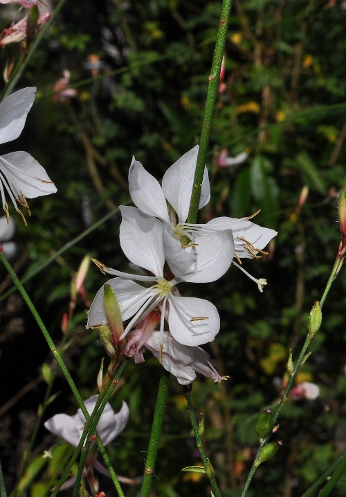 Oenothera lindheimeri (Engelm. & A. Gray) W.L. Wagner & Hoch